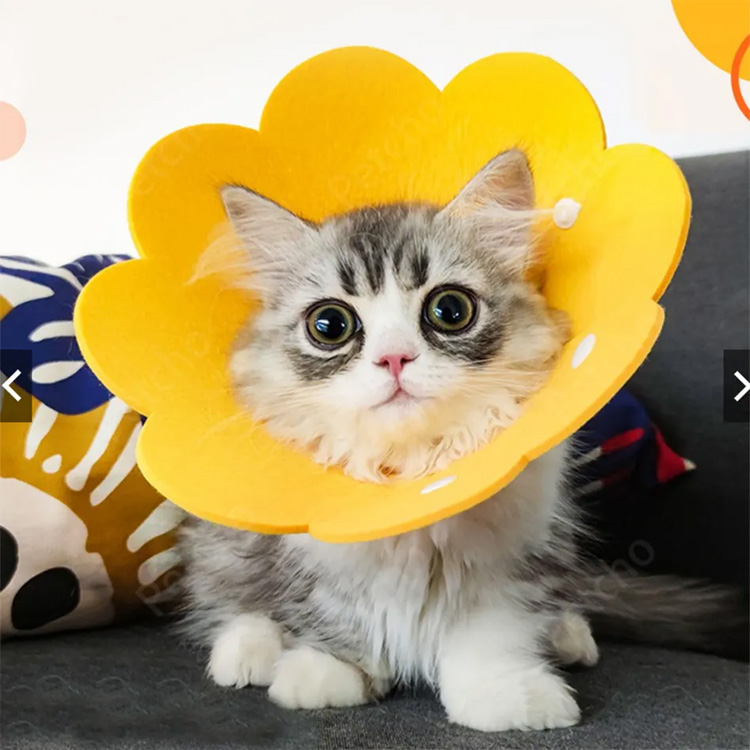 Pet Cone Elizabeth odczuwała ochronną odzyskiwanie psa kołnierza kota